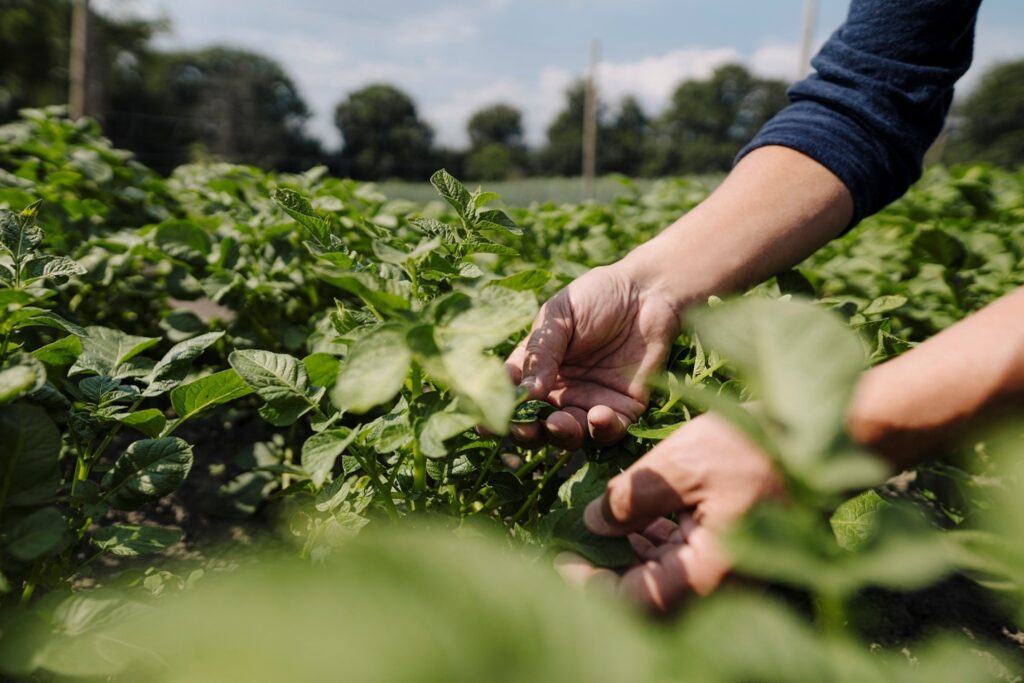 plant-based diets have taken center stage